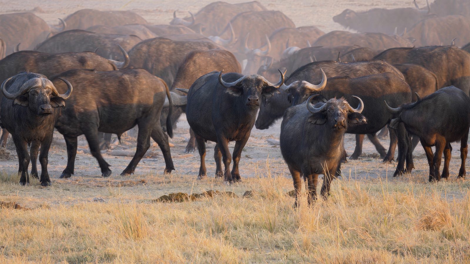 Cape buffalo herd filmed for a micro-documentary in Botswana